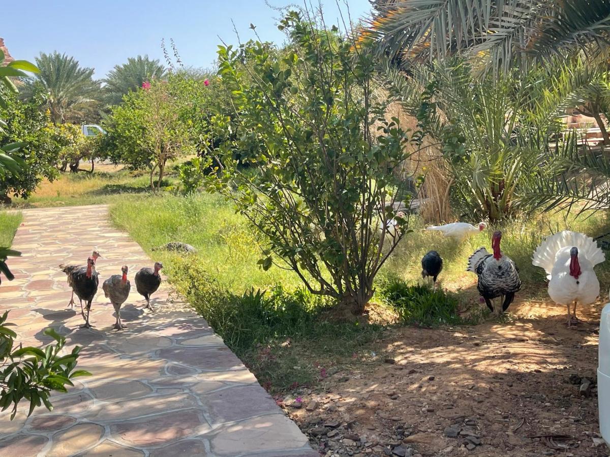 Rural Tents Naseem الخيمةالريفيةalouzaib Al-`Ula Eksteriør billede